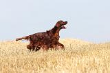 SETTER IRLANDAIS 063
